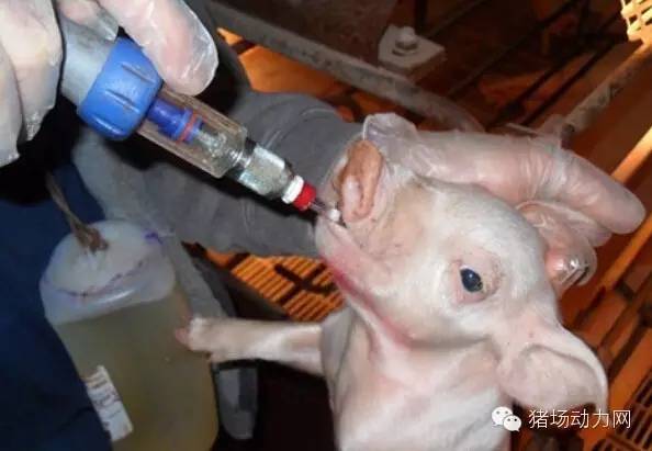 母猪补硒最快的方法（母猪补硒什么时候补最好）-硒宝网