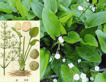 壮骨补钙胶囊(胶囊补钙壮骨有用吗)-硒宝网