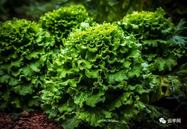 牛骨头汤补钙吗(骨头汤补钙牛奶的功效)-硒宝网