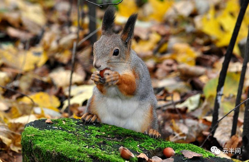 牛骨头汤补钙吗(骨头汤补钙牛奶的功效)-硒宝网
