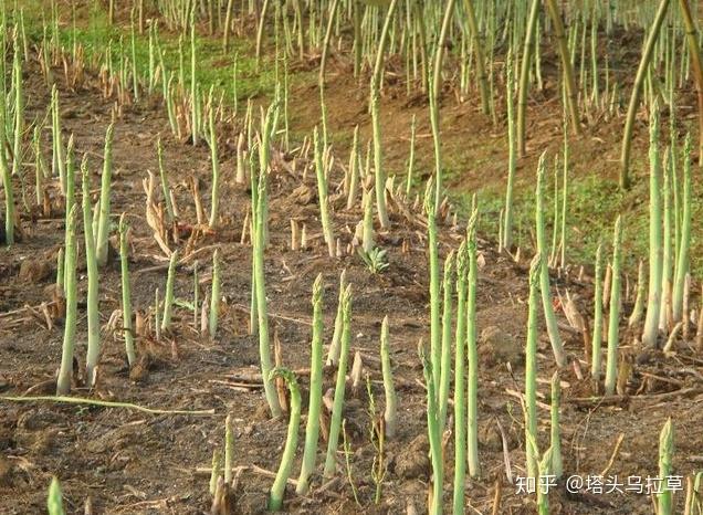 补硒食物芦笋能吃吗（能补食物芦笋吃硒吗）-硒宝网