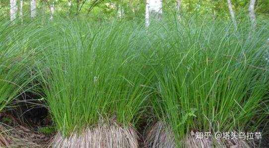 补硒食物芦笋能吃吗（能补食物芦笋吃硒吗）-硒宝网