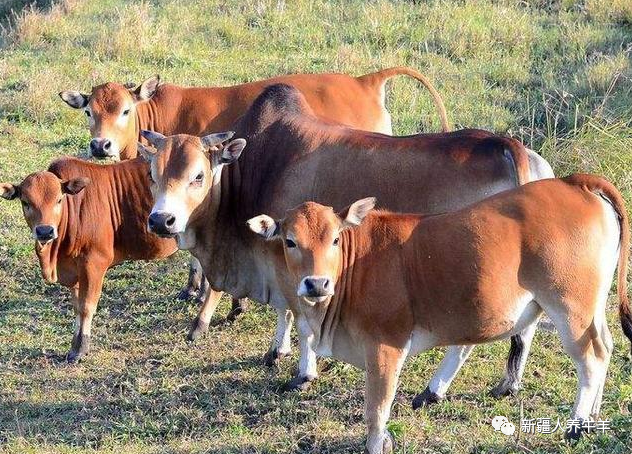 怎样补锌和补硒最好（补锌补硒吃什么药）-硒宝网