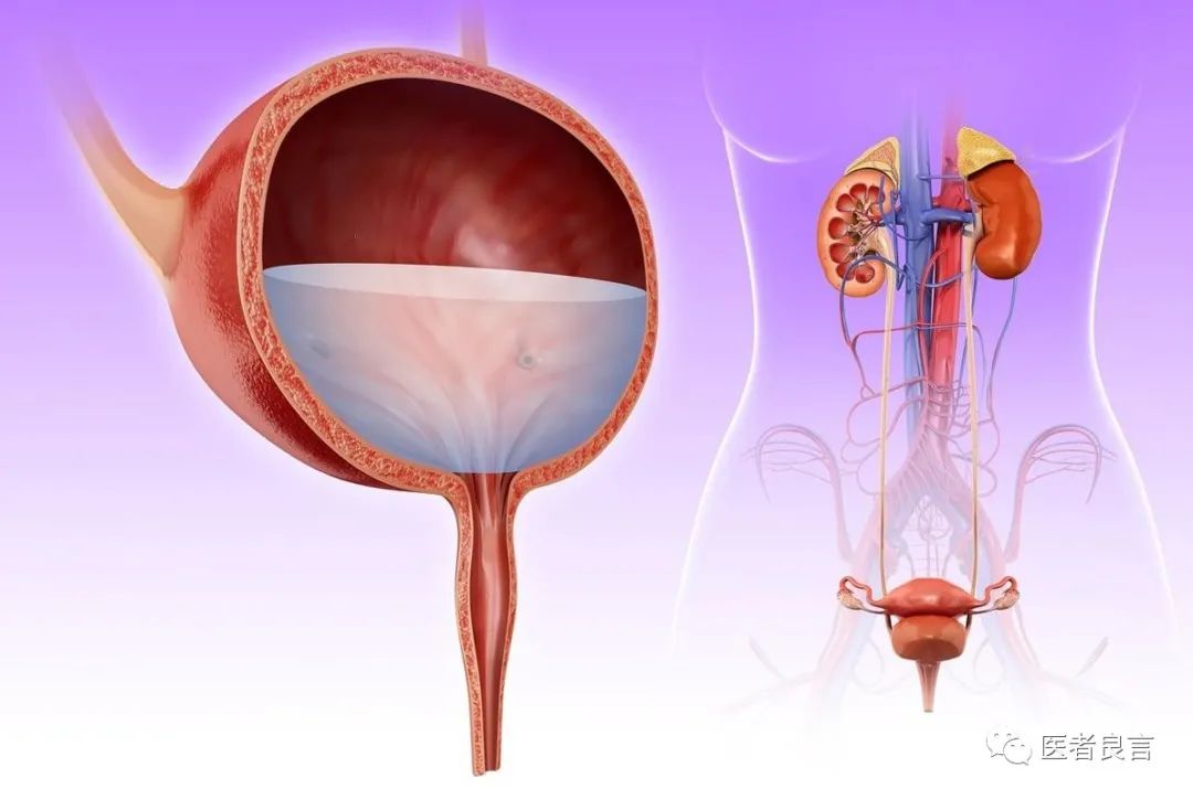 哪些饮食可以补硒呢（饮食补硒可以减肥吗）-硒宝网