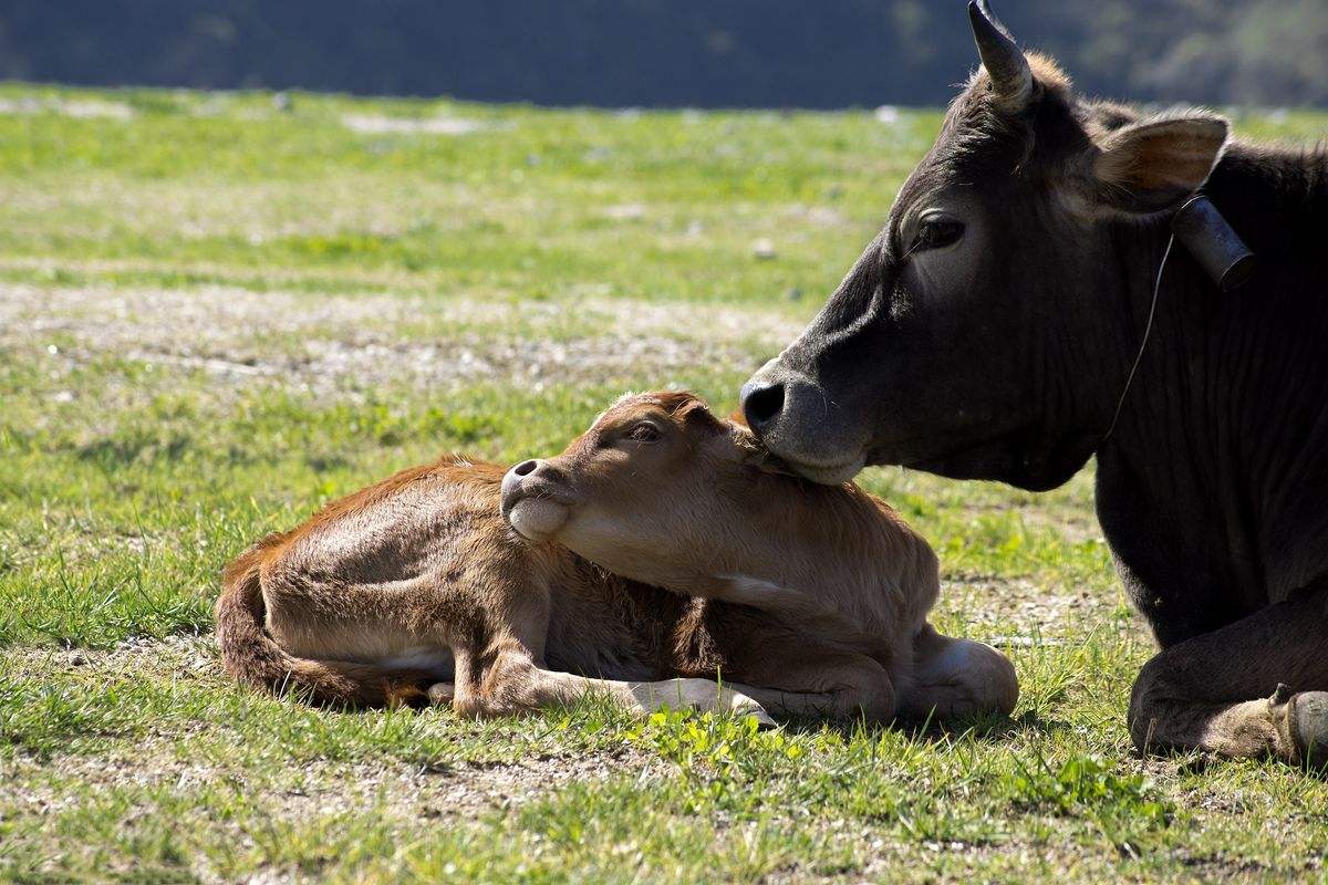 牛犊补硒预防拉稀吗(预防补牛犊拉稀硒的药)-硒宝网