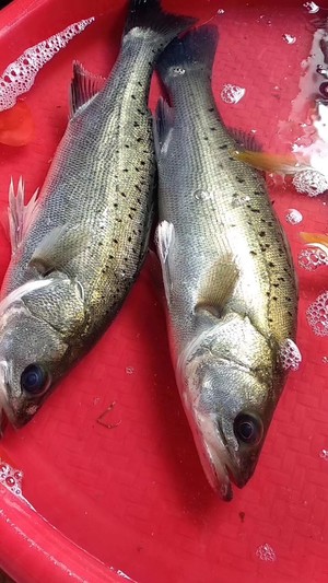 产后多久可以补钙（产后补钙可以吃爱乐维吗）-硒宝网