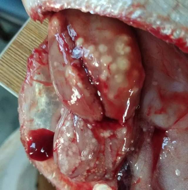 产后多久可以补钙（产后补钙可以吃爱乐维吗）-硒宝网