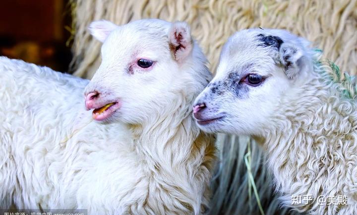 羔羊出生后几天补硒(羊羔硒过量打什么药能解毒)-硒宝网