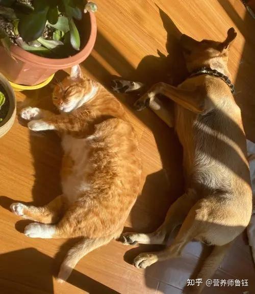 什么季节补钙好(补钙的季节及注意事项)-硒宝网