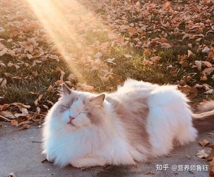 什么季节补钙好(补钙的季节及注意事项)-硒宝网