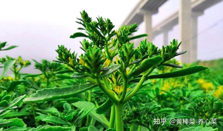 补钙的汤有哪些汤(喝汤真的补钙吗)-硒宝网