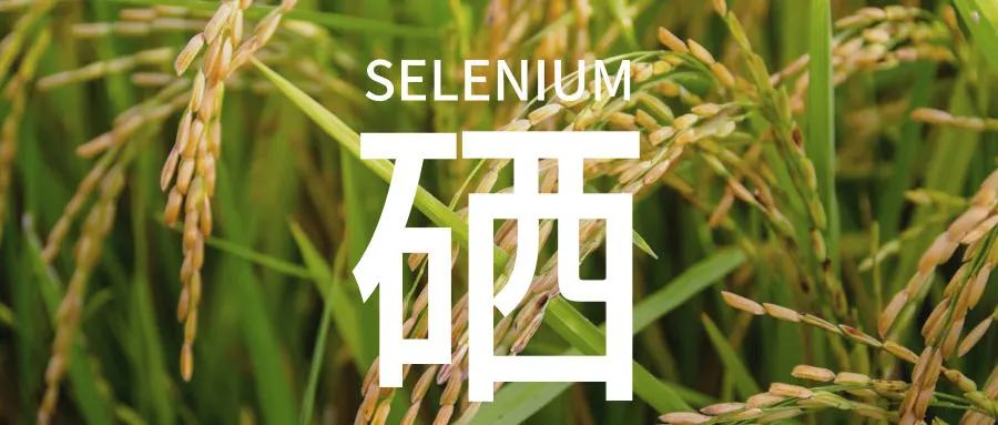 国家提出全民补硒网(全民补硒纳入国家什么)-硒宝网