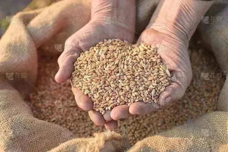 国家提出全民补硒网(全民补硒纳入国家什么)-硒宝网