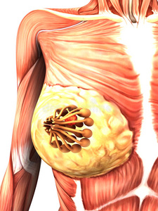 补硒导致乳腺增生吗(乳腺增生补硒有用吗)-硒宝网