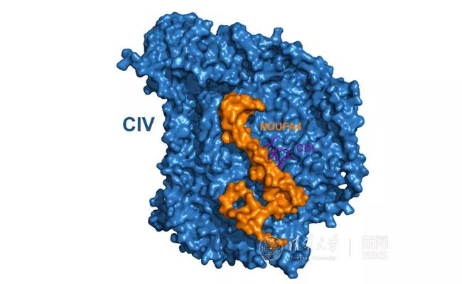 人体补硒是什么作用（人体补充硒）-硒宝网