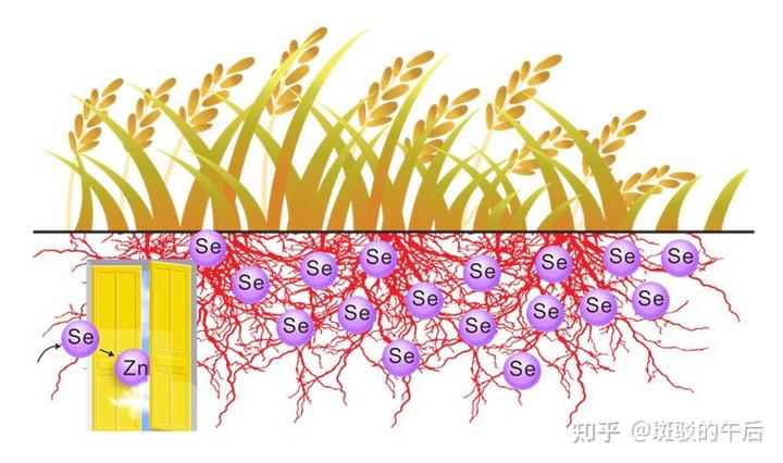 肝病补硒酵母的作用(酵母硒的作用和补硒的好处)-硒宝网