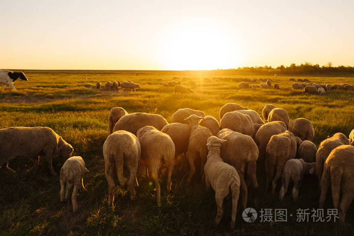 羔羊补硒只能注射吗（单独补硒的药）-硒宝网