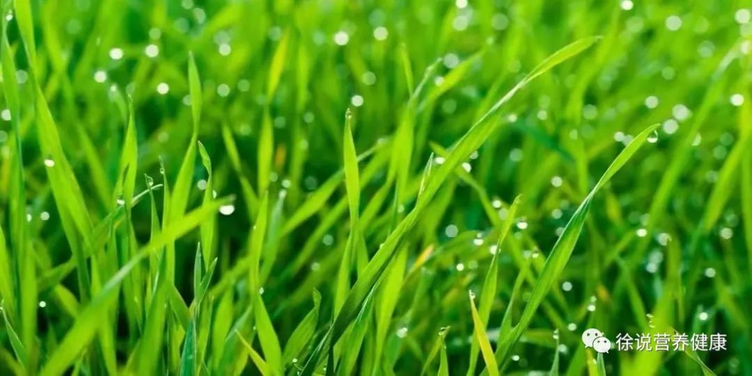 补钙的食物和水果（水果食物补钙效果好吗）-硒宝网