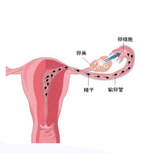 精子活力差补什么硒（男性备孕期吃什么补精子活力）-硒宝网