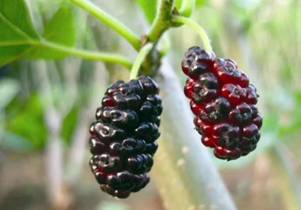 补钙的食物和水果(水果食物补钙有哪些)-硒宝网