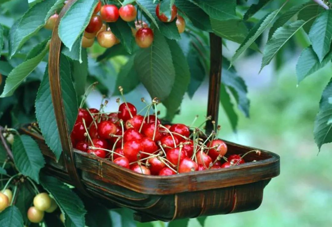 补钙的食物和水果(水果食物补钙有哪些)-硒宝网