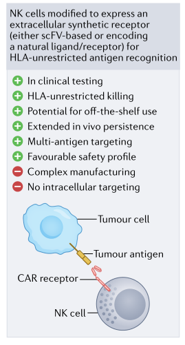 补硒能否提升白细胞（细胞能否补白提升硒含量）-硒宝网