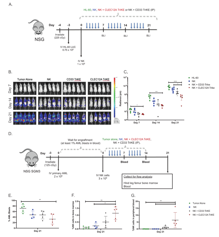 补硒能否提升白细胞（细胞能否补白提升硒含量）-硒宝网