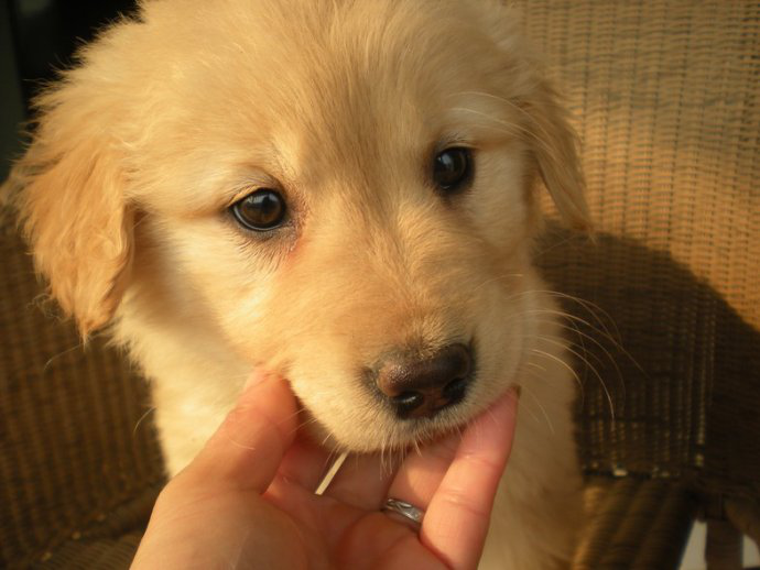 狗狗吃什么食物补钙（狗狗食物补钙吃什么好）-硒宝网