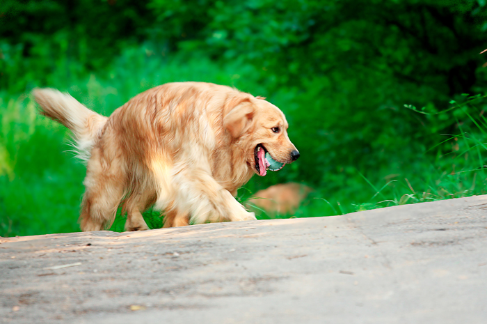 狗狗吃什么食物补钙（狗狗食物补钙吃什么好）-硒宝网
