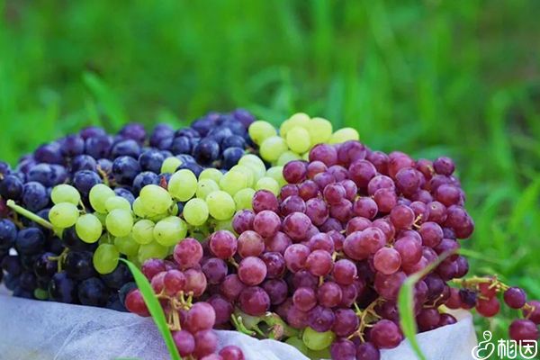 苹果补铁（苹果补铁补血吗）-硒宝网