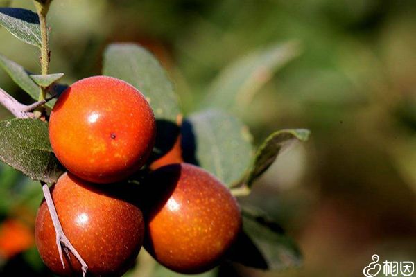 苹果补铁（苹果补铁补血吗）-硒宝网