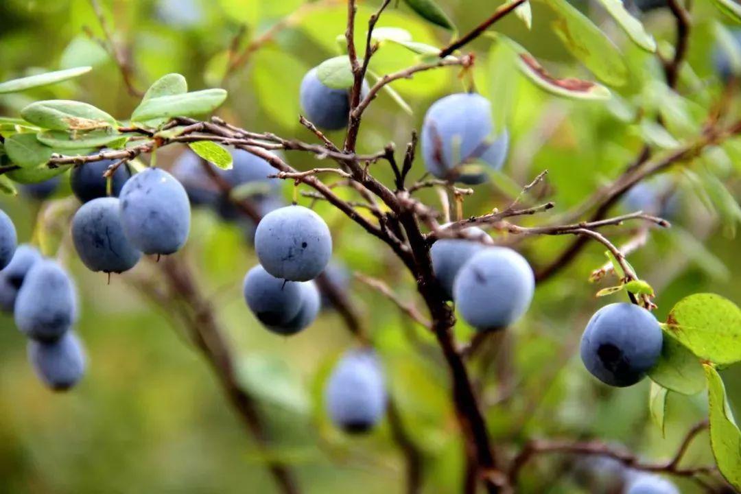 眼睛干涩胀痛吃补硒(眼睛补硒有什么好处)-硒宝网