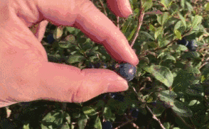 眼睛干涩胀痛吃补硒(眼睛补硒有什么好处)-硒宝网