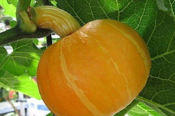 南瓜补锌效果好吗(南瓜效果好补锌还是补钙)-硒宝网