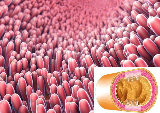 吃什么补有机麦芽硒（吃麦芽硒有什么好处）-硒宝网