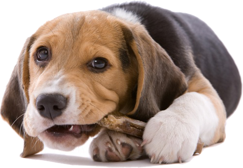 小狗怎么补钙最好方法(小狗补钙方法好用吗)-硒宝网