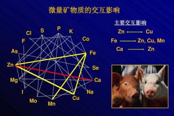 出生小猪补硒的好处（小猪补硒补多了怎么办）-硒宝网