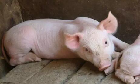 出生小猪补硒的好处（小猪补硒补多了怎么办）-硒宝网