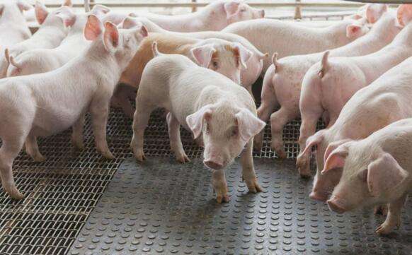 出生小猪补硒的好处（小猪补硒补多了怎么办）-硒宝网