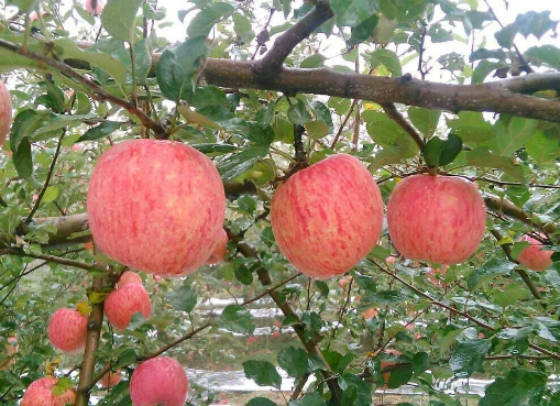 国家补硒是不是真的（国家认可的补硒产品）-硒宝网