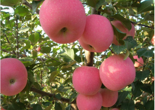 国家补硒是不是真的（国家认可的补硒产品）-硒宝网