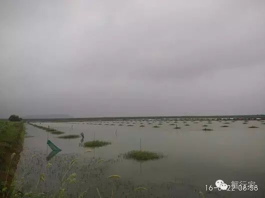 螃蟹壳补钙吗(螃蟹壳补钙效果好吗)-硒宝网