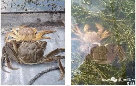 螃蟹壳补钙吗(螃蟹壳补钙效果好吗)-硒宝网