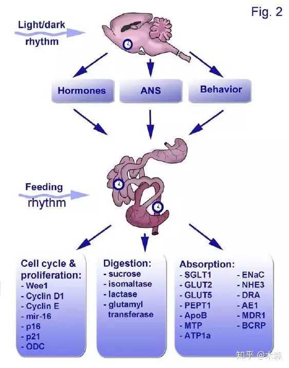 胃肠不好可以补硒吗(硒能调理肠胃吗)-硒宝网