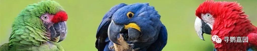 鹦鹉怎么补钙（鹦鹉补钙的方法）-硒宝网