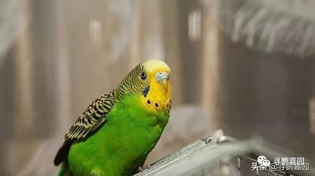 鹦鹉怎么补钙（鹦鹉补钙的方法）-硒宝网