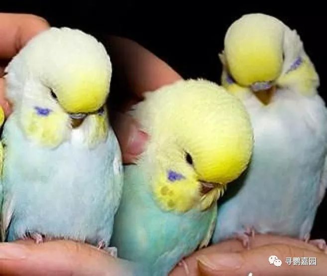 鹦鹉怎么补钙（鹦鹉补钙的方法）-硒宝网