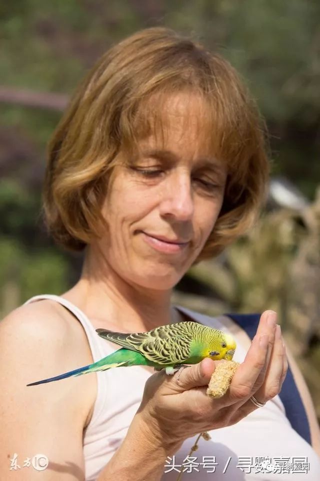 鹦鹉怎么补钙（鹦鹉补钙的方法）-硒宝网