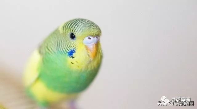 鹦鹉怎么补钙（鹦鹉补钙的方法）-硒宝网