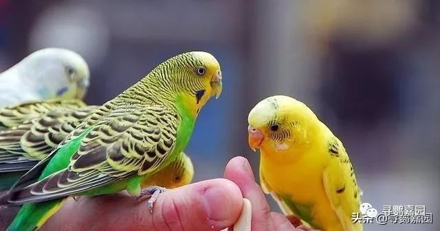 鹦鹉怎么补钙（鹦鹉补钙的方法）-硒宝网